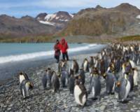 King Penguins on South Georgia |  <i>Peter Walton</i>