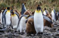 A King Penguin keeps a close eye on it's chick |  <i>Richard I'Anson</i>