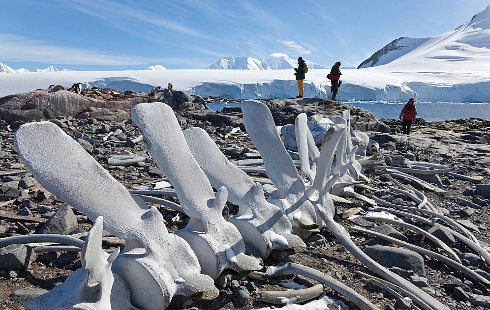 Whale bones, South Georgia | <i>Peter Walton</i>