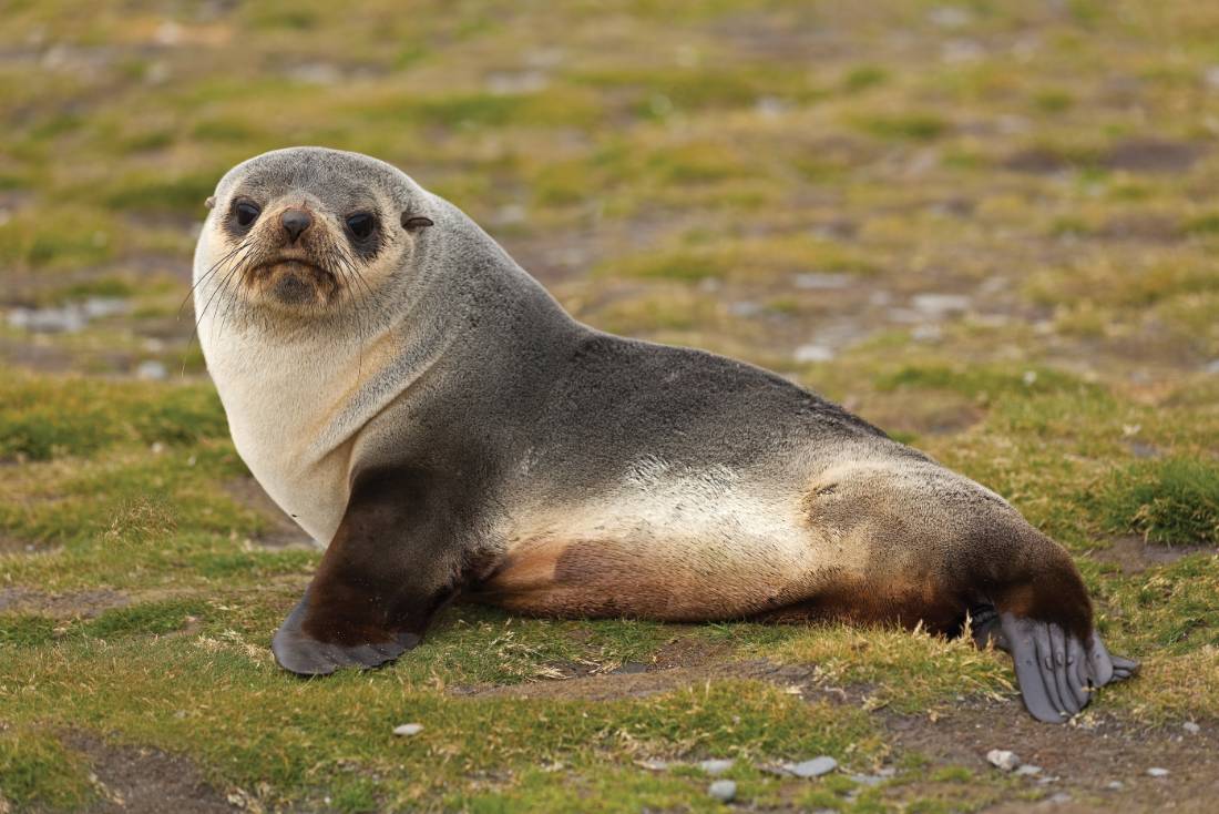 Young fur seal | <i>Peter Walton</i>