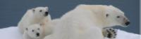Polar Bears in Spitsbergen |  <i>Elaine Clueit</i>