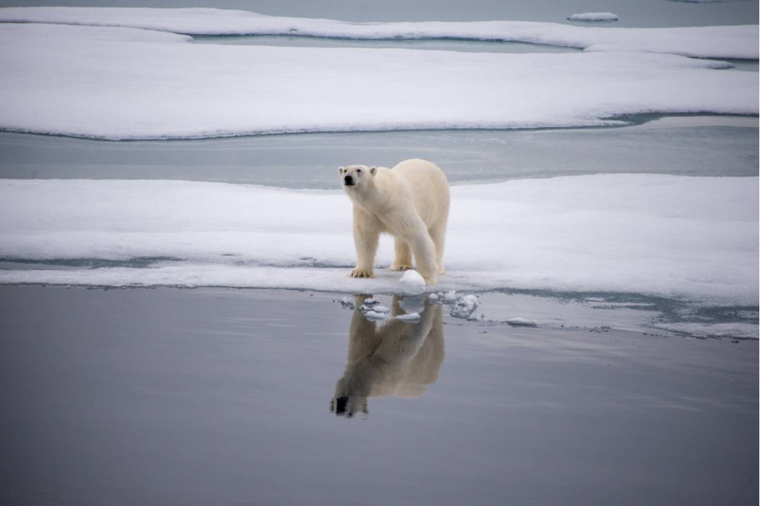 A polar bear checks surroundings in Svalbard | <i>Toby Story</i>