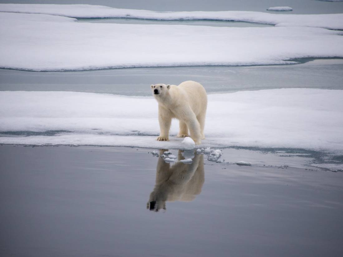 A polar bear checks surroundings in Svalbard |  <i>Toby Story</i>