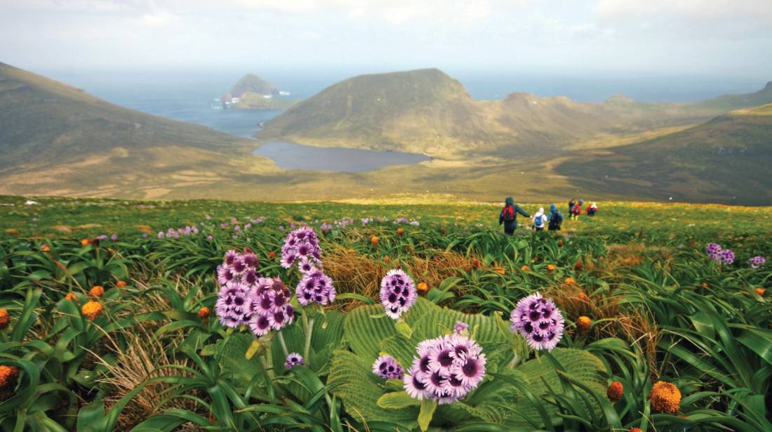 Megaherb field descending from Mount Honey, Campbell Island