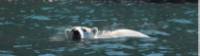 Close encounter with a Polar Bear off Wrangel Island |  <i>©ARuss</i>