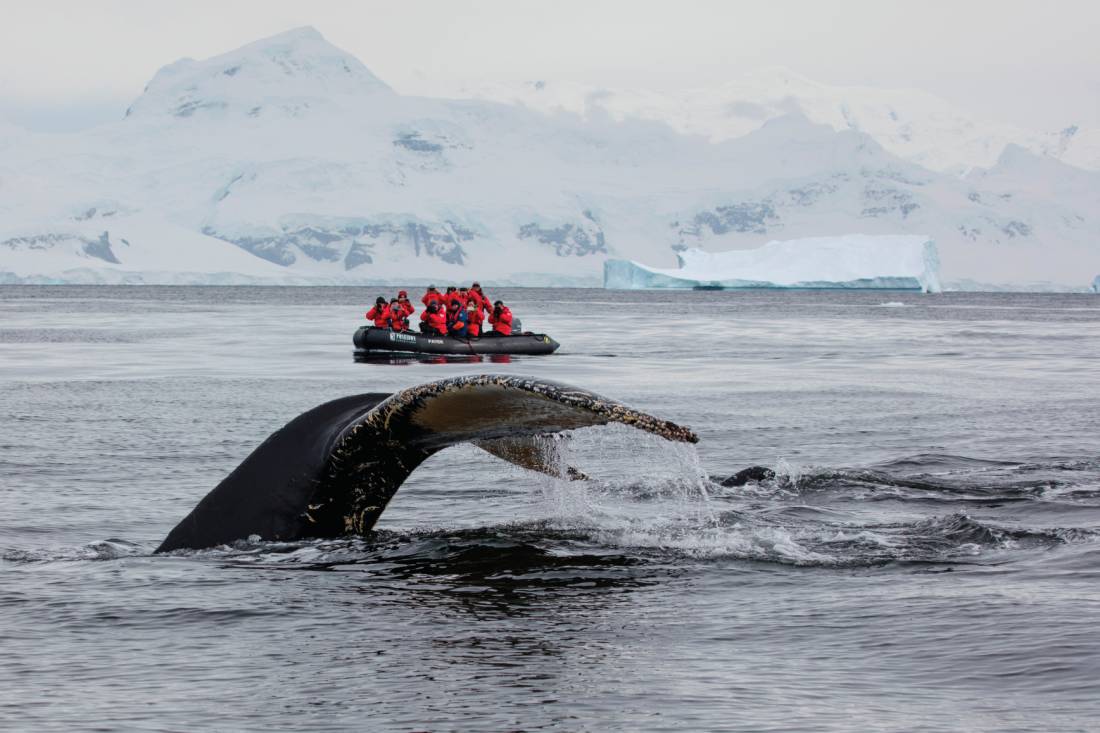 A humpback whale prepares to fluke in Antarctica | <i>Holger Leue</i>