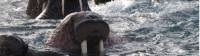 Up close with Walrus in the waters off Herald Island |  <i>Rachel Imber</i>