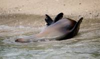Galapagos sea lion playing on the waters edge |  <i>Alex Cearns | Houndstooth Studios</i>