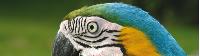 A Blue and Yellow Macaw |  <i>David Dominguez</i>