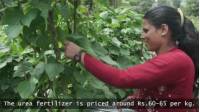 Stage 1 of our Nepal Regenerative Project has been achieved, with AUD$2800 raised to T-HELP in Nepal to provide 30 female farmers with training at a 2-day vermicomposting (the use of earthworms to convert organic waste into fertiliser) and bio-pesticide workshop, as well as provide each farmer with a vermicomposting and bio-pesticide set up kit.   It is the aim of the World Expeditions Travel Group to integrate ‘regenerative’ projects into every one of our global operations by 2030 and raise funds through the World Expeditions Foundation to support these projects.  Our vision as a company is to 'leave the world a better place, environmentally and socially, following our sustainable active outdoor travel charter'.  We invite you to support our vision by donating to one of our Regenerative Travel Projects here: https://worldexpeditions.com/regenerative-travel-projects